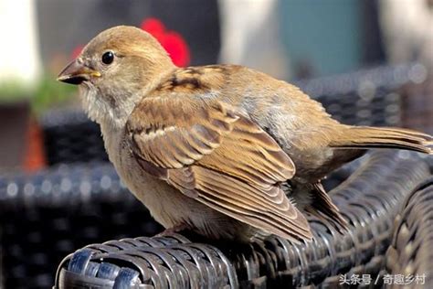 麻雀飛進家裡代表什麼|【麻雀入屋好不好】麻雀飛進家裡真的要死人？破解5種鳥類飛入。